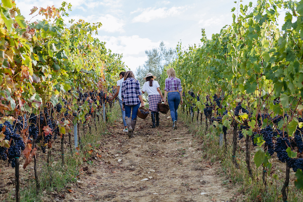 americans enjoying walk in vineyard in tuscany italy with The Good Life Abroad