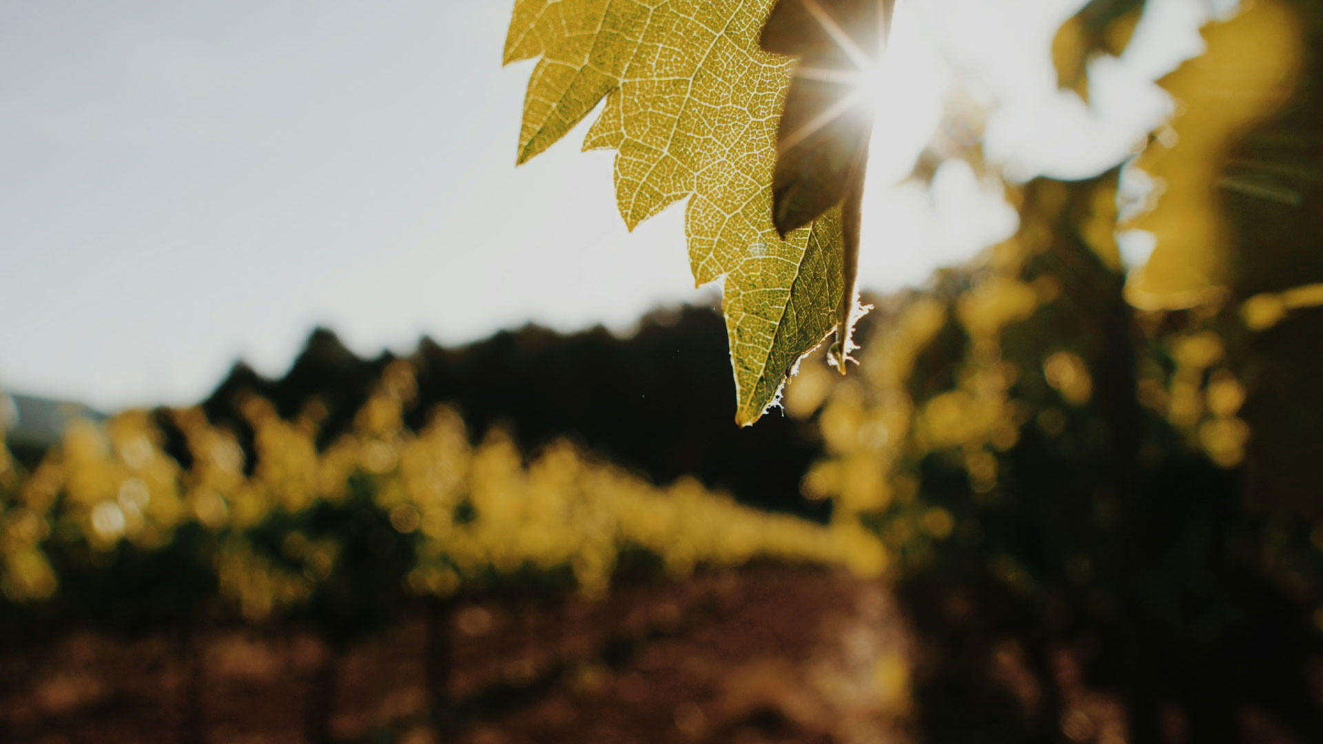 Penedès Spain